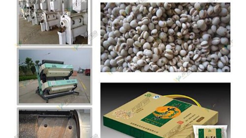 了解中國薏苡仁產業(yè)發(fā)展現(xiàn)狀