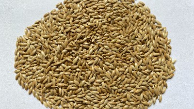 血燕麥脫殼機解決“黑金谷”燕麥加工廠脫殼技術(shù)難題