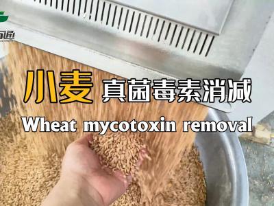 華豫萬通真菌毒素消減機為全球糧食安全儲存保駕護航！