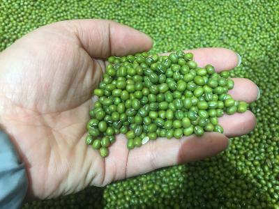 綠豆的功效及禁忌